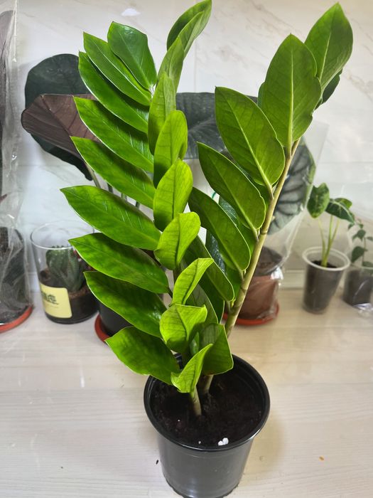 Комнатные растения