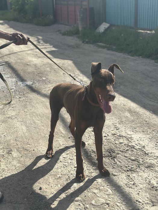 Ищем дом срочно.