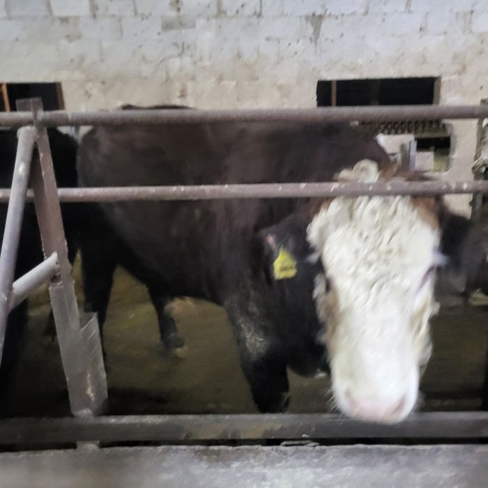 Продам 11 голов Ангусов