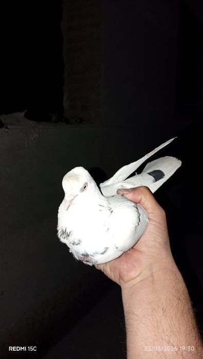 Moda kabutar sotiladi