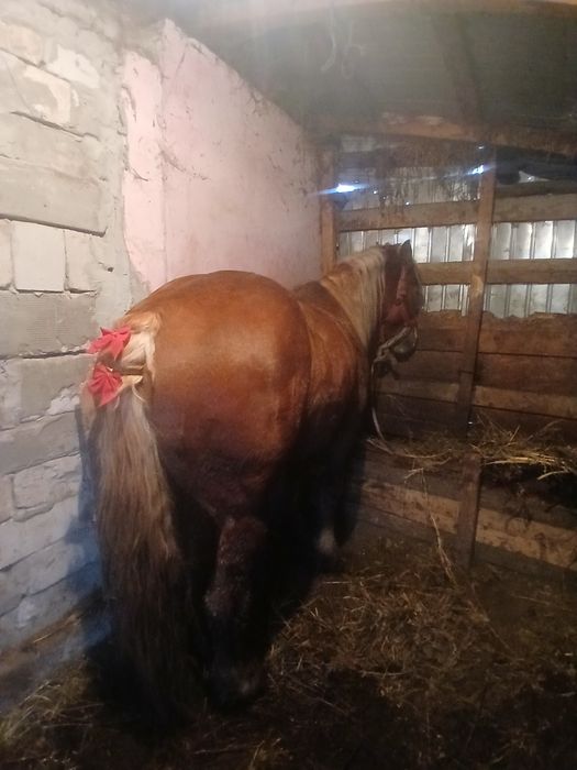 Mânz de 3 ani de vânzare