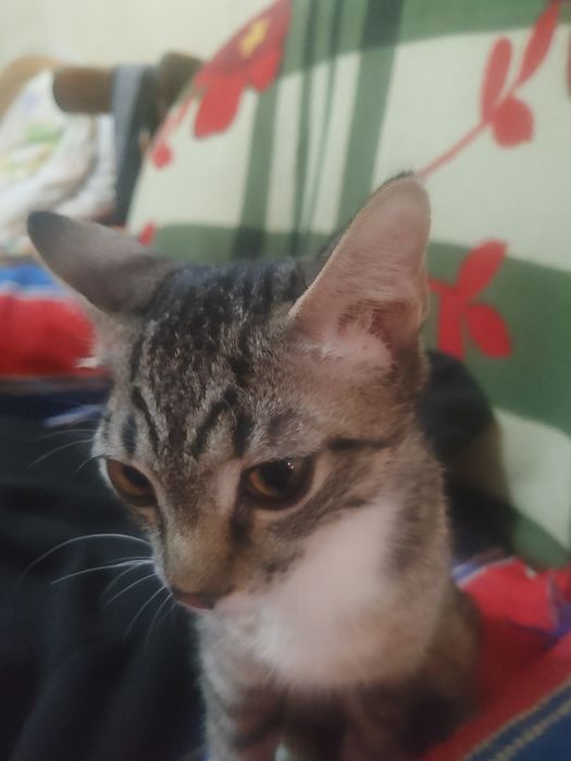 Котёнок 4 месяца,мальчик