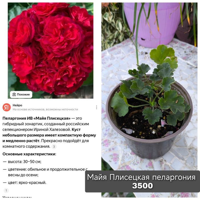 Комнатные растения редкие