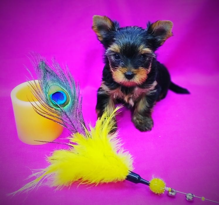 Щенки йоркширский терьер