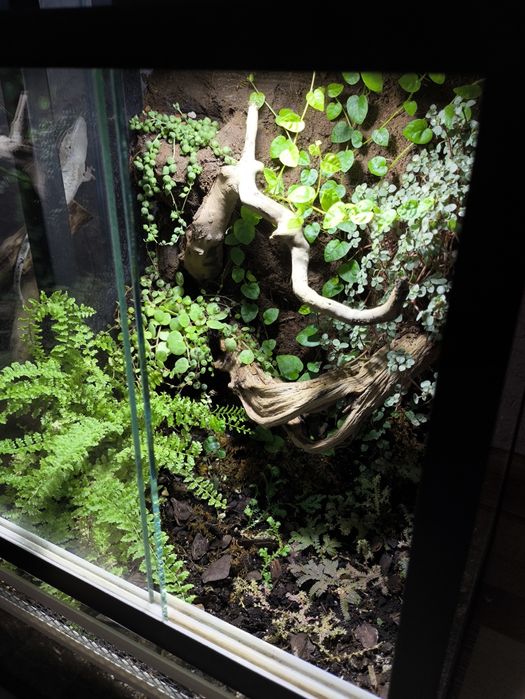 Террариум, флорариум