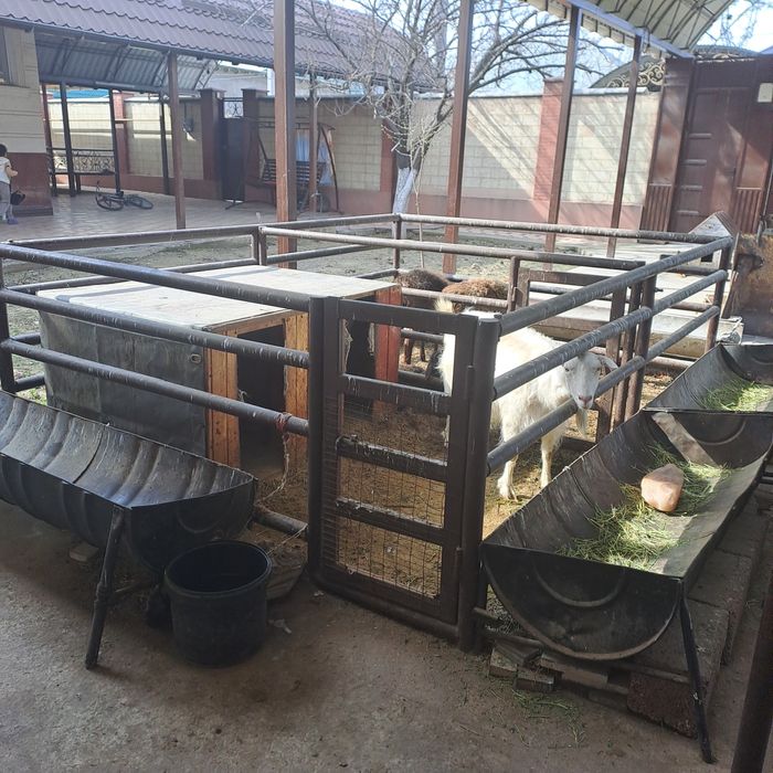 Қой қора арашан қошқар тоқты қозы ешкі үндік тауық  жылқы сиыр обмен