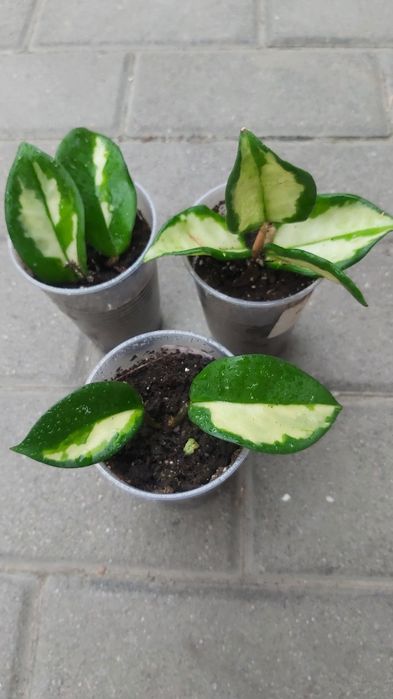 Хойя Pink princess