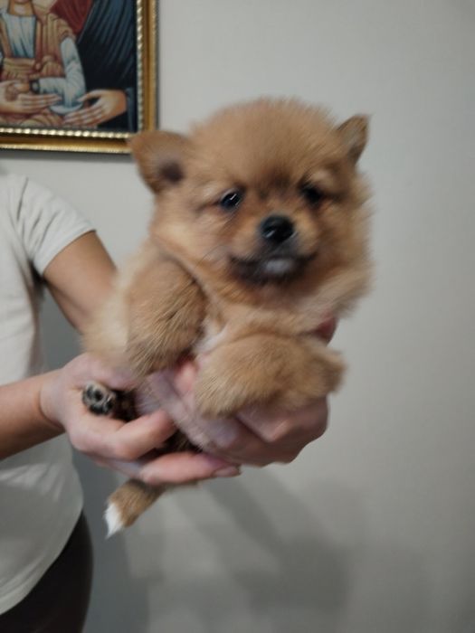 Продават се 5 броя мъжки кученца порода Померан-Шпиц