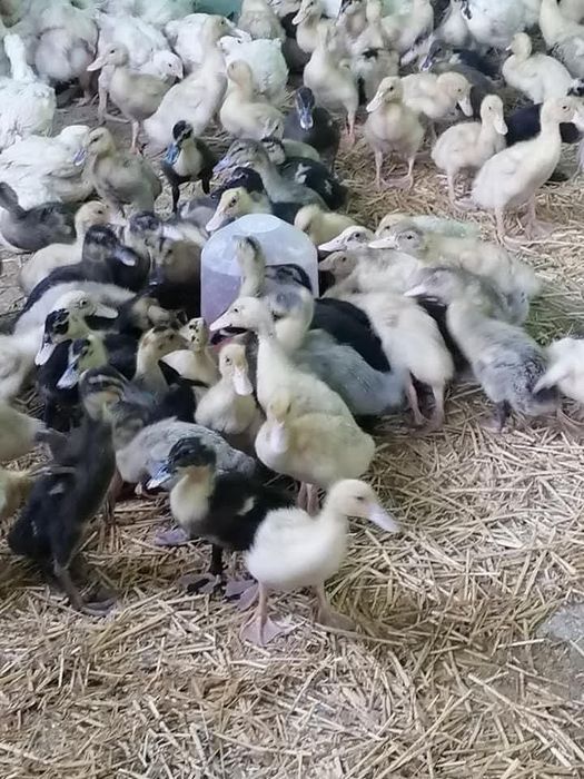 Boboci de rata pui alb si rasa mixta