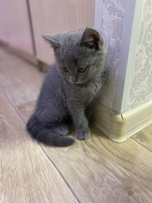 Британская кошечка
