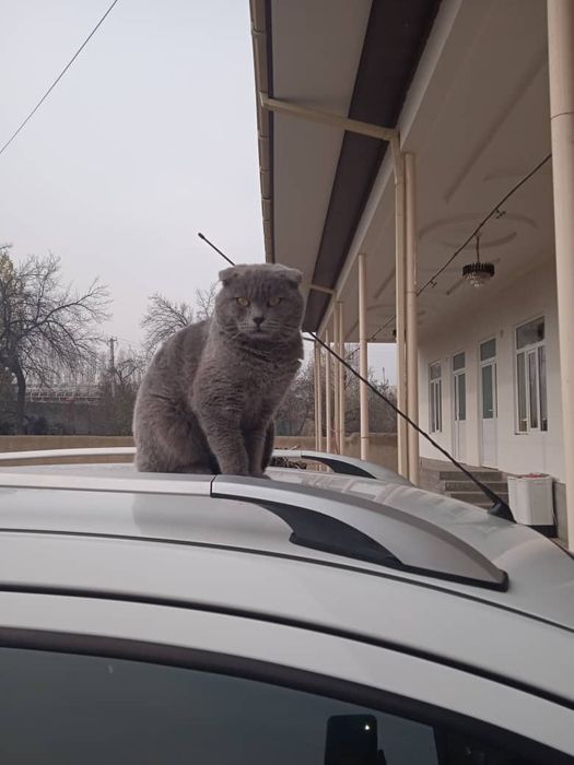 Scotiw FOLD  kelishilgan narhda