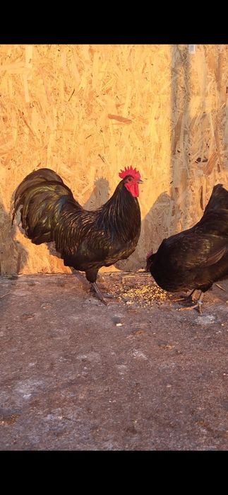 Cocoși Australorp