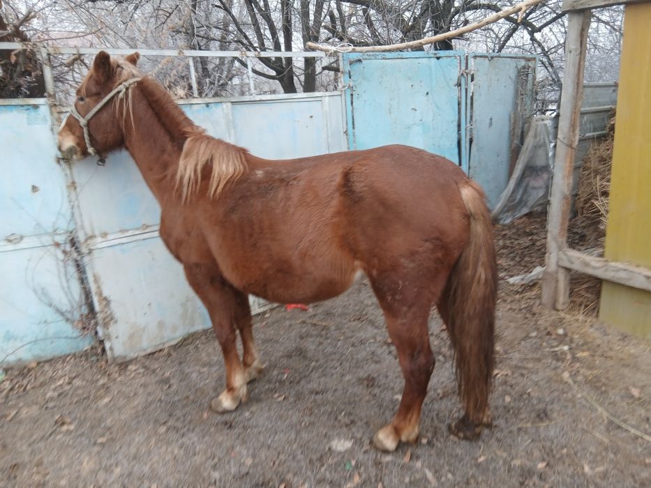 Бие 5 жасар буаз