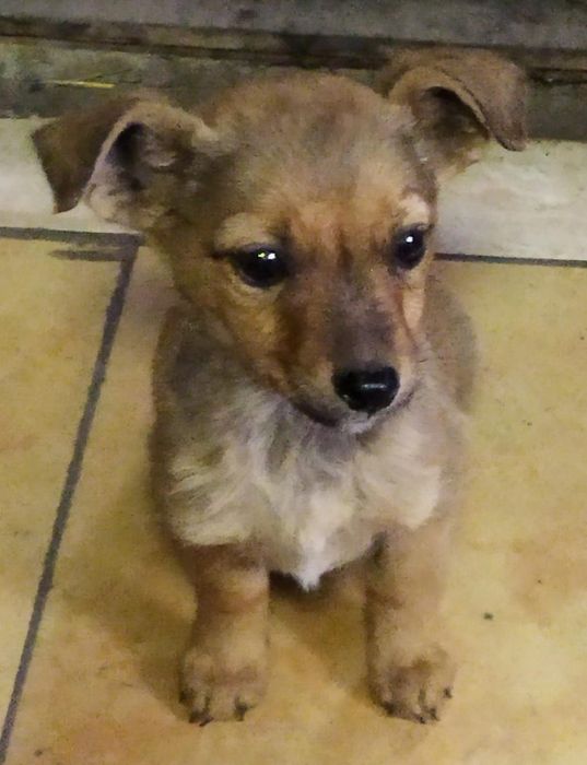 Отдам в добрые руки классных щенят,