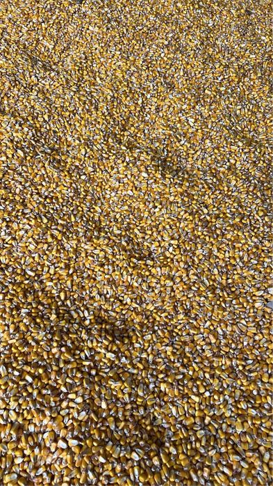 Porumb boabe de vanzare 00 40 (745) 052 349