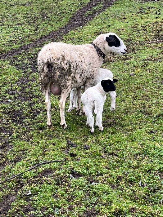 Oaie dorper cu 2 miei.