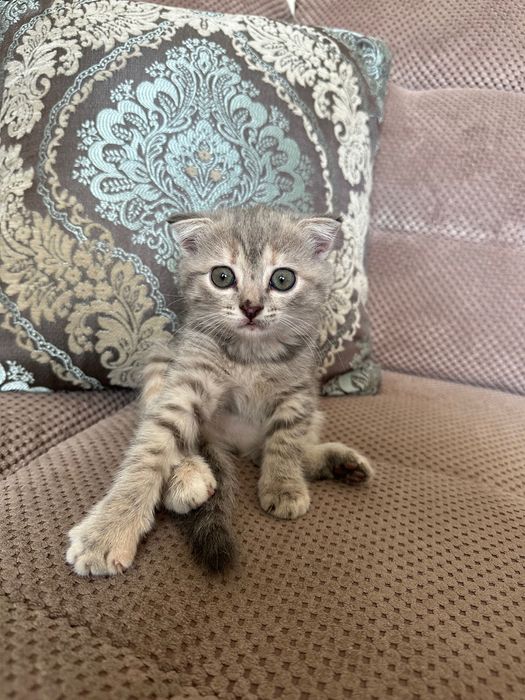 Отдам в добрые руки