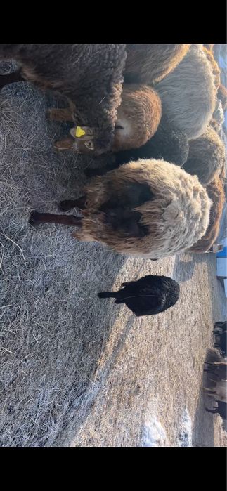 Продам Кошкар на племя  Гиссар