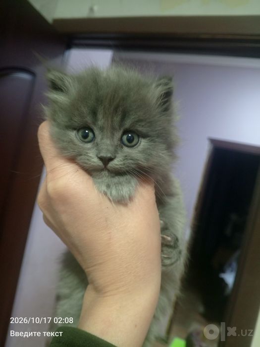 Продается котята