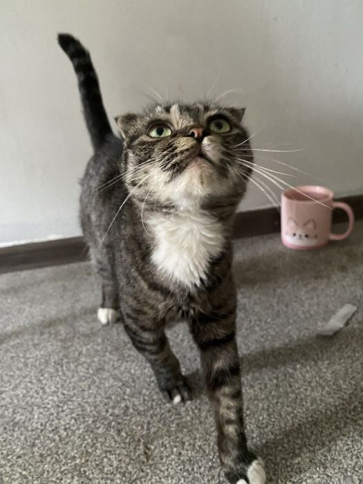 кошку в добрые руки