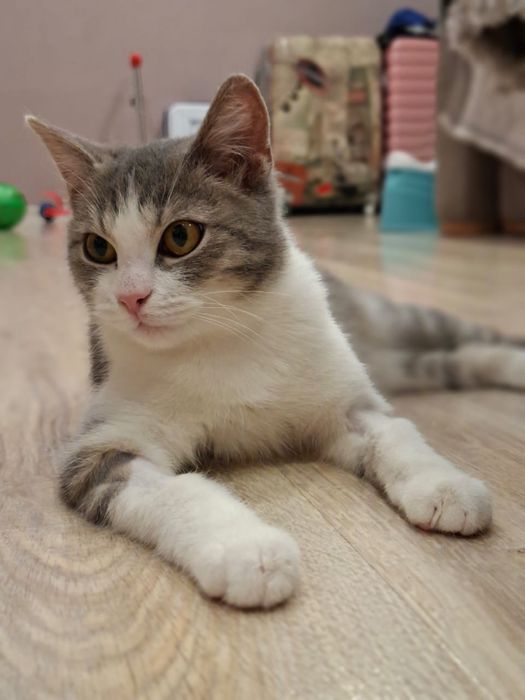 Ищем дом для кошки