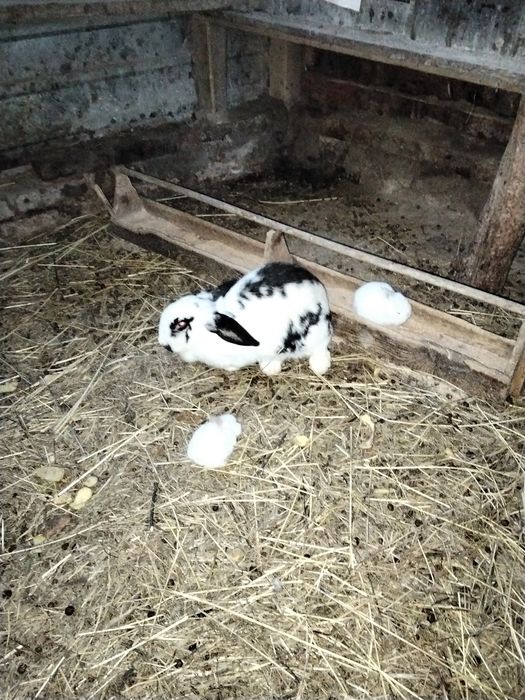 Продаются крольчата