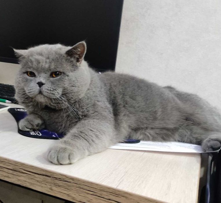 Вязка котов SOTILMIDI