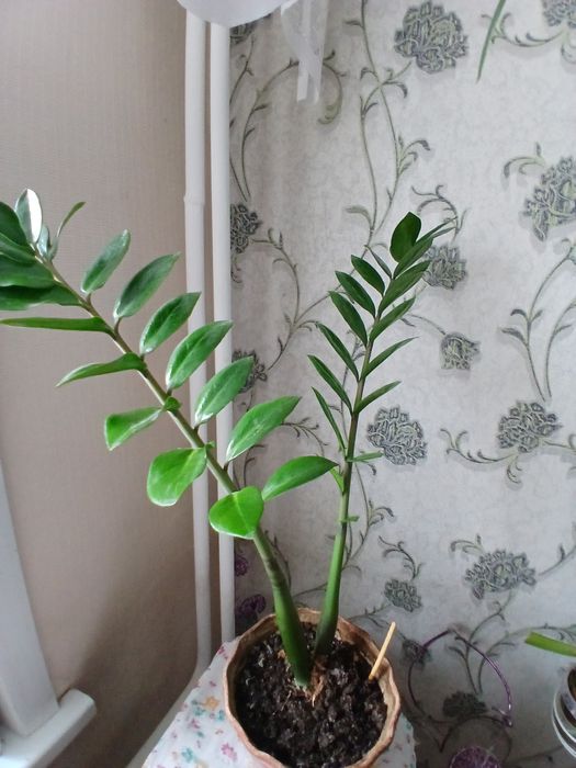 Продам комнатное растение замиокулькас или  просто долларовое дерево