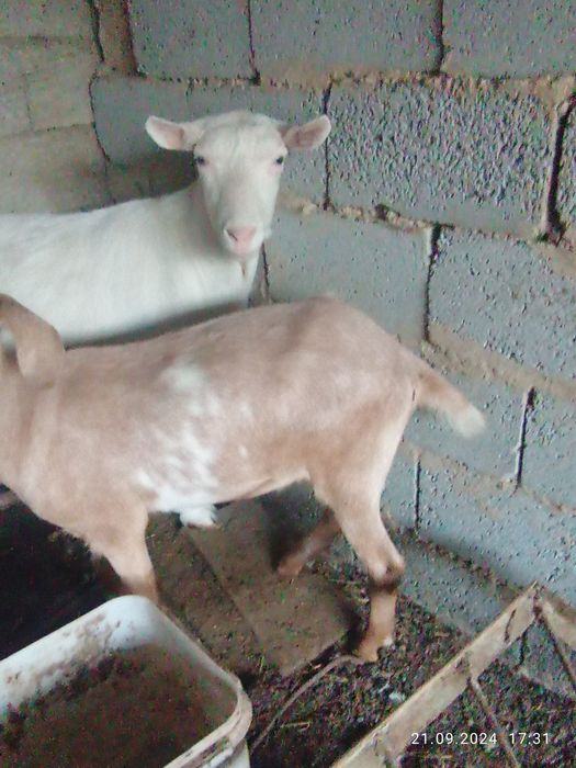 Зайнски 4 ешкі бағасын келісеміз