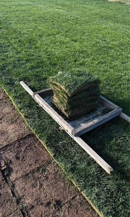 Газон рулонный жонсин виши сорт