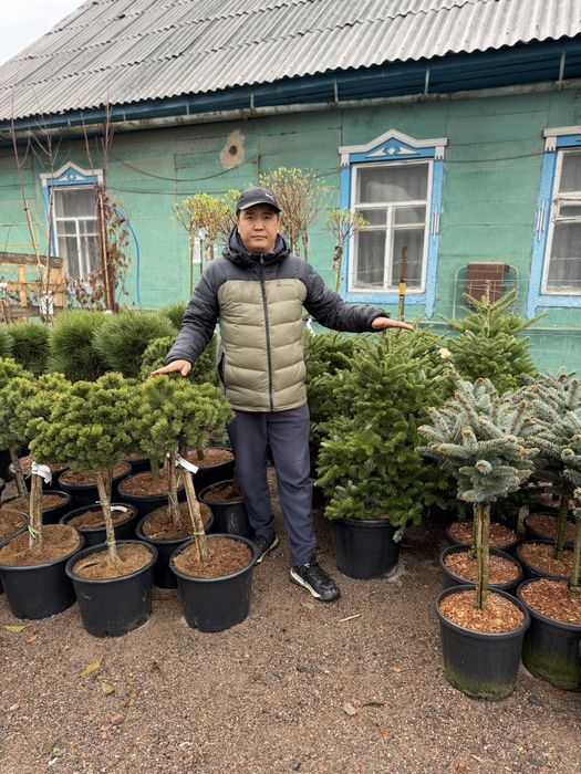 Голубые ели Блю даймонд
