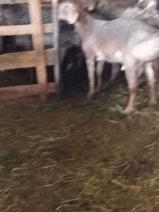 Арашан Кошкарлар