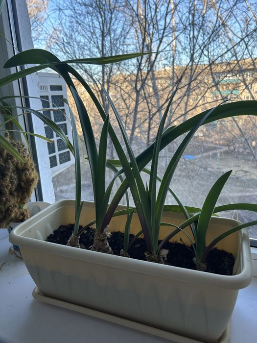 Продам цветы в гошках