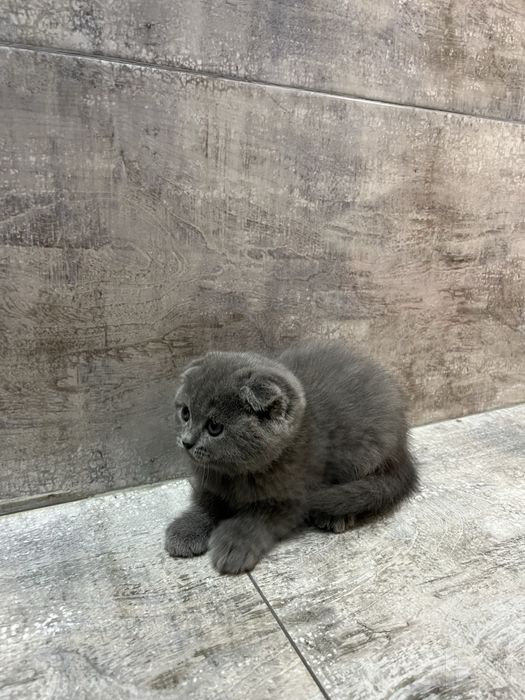 Скотиш фолд и страйт
