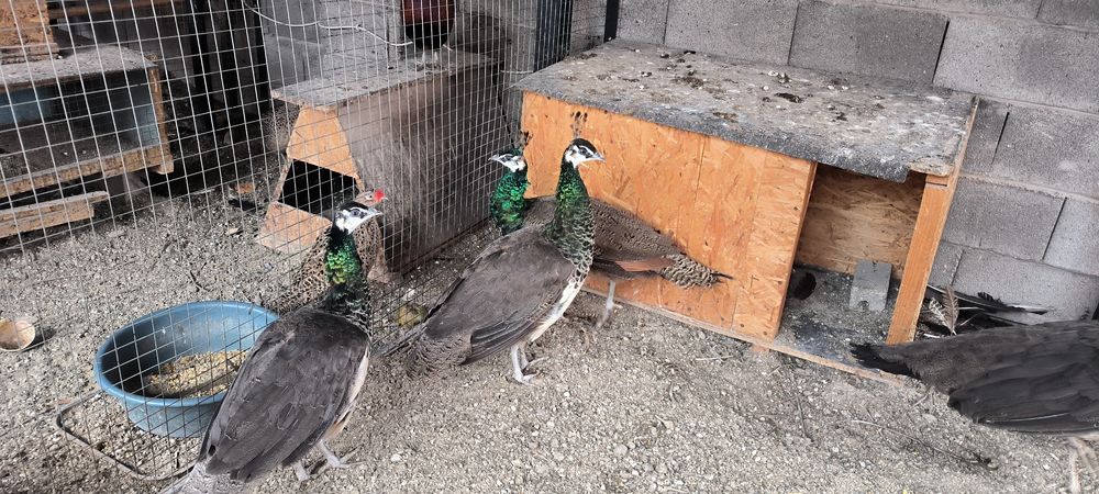 Самки индийского павлина