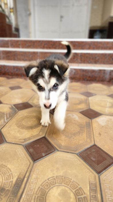 Продаётся собака . СРОЧНО!