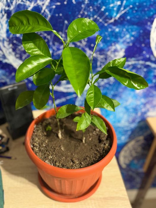 Продам комнатные цветы в горшках