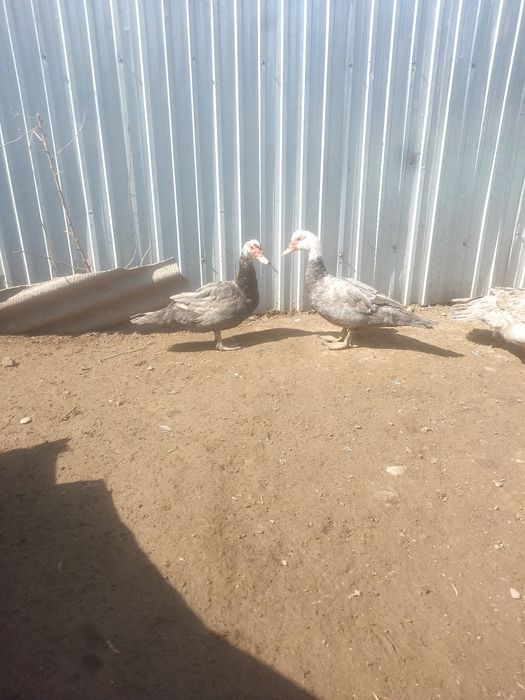 Индаутки продаётся