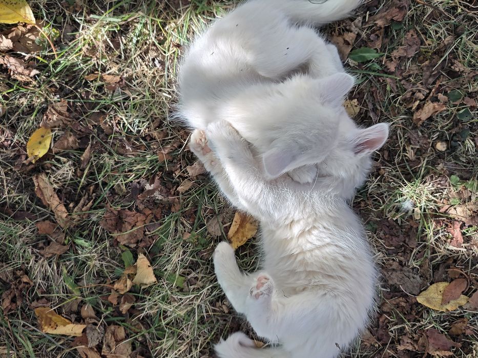 Коте на 2 месеца  Турска ангорска