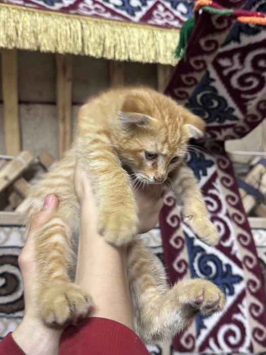 Отдам котенка вислоухого