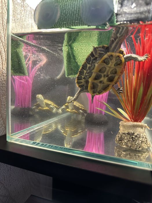 Продам Красноухих черепах