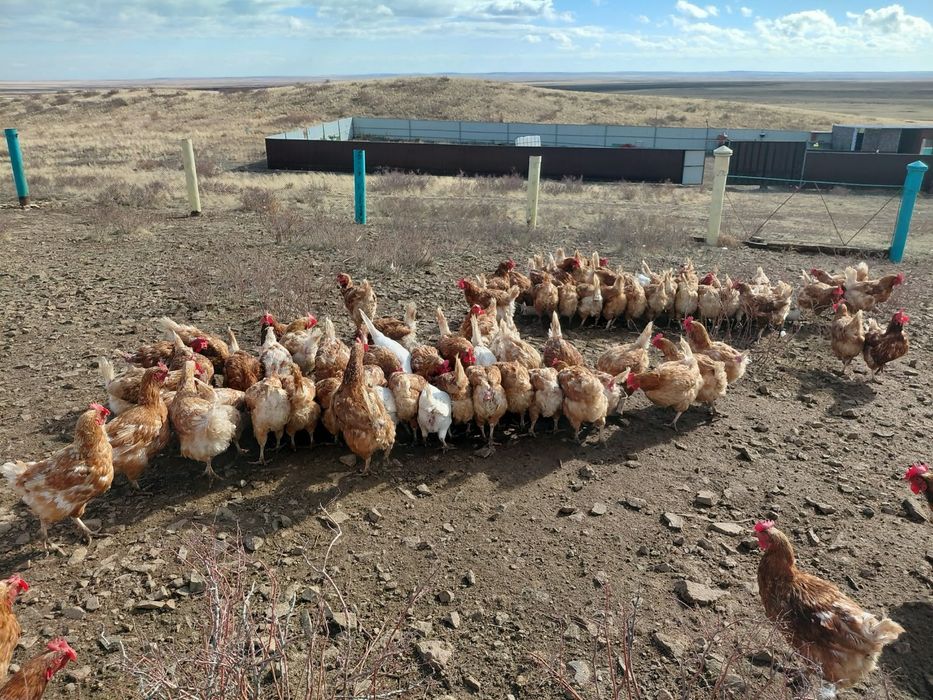 Продам несушек на выбор