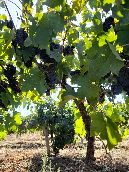 Продавам Грозде сорт Мерло и Каберне