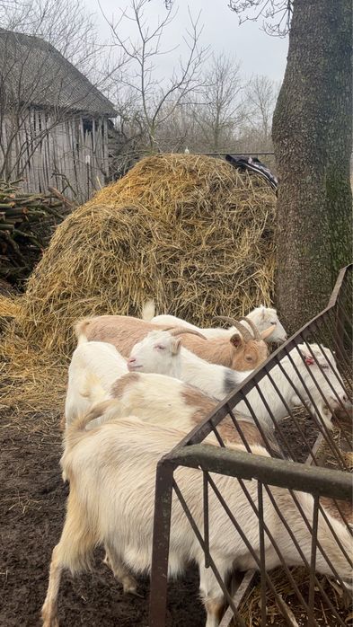 Vând capre de vânzare toate de a făta și un țap