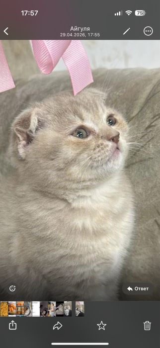 Шотланский котёнок скоттиш фолд