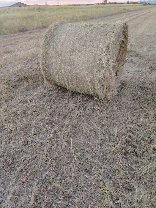 Fân coasa 1, balotii 120 /120