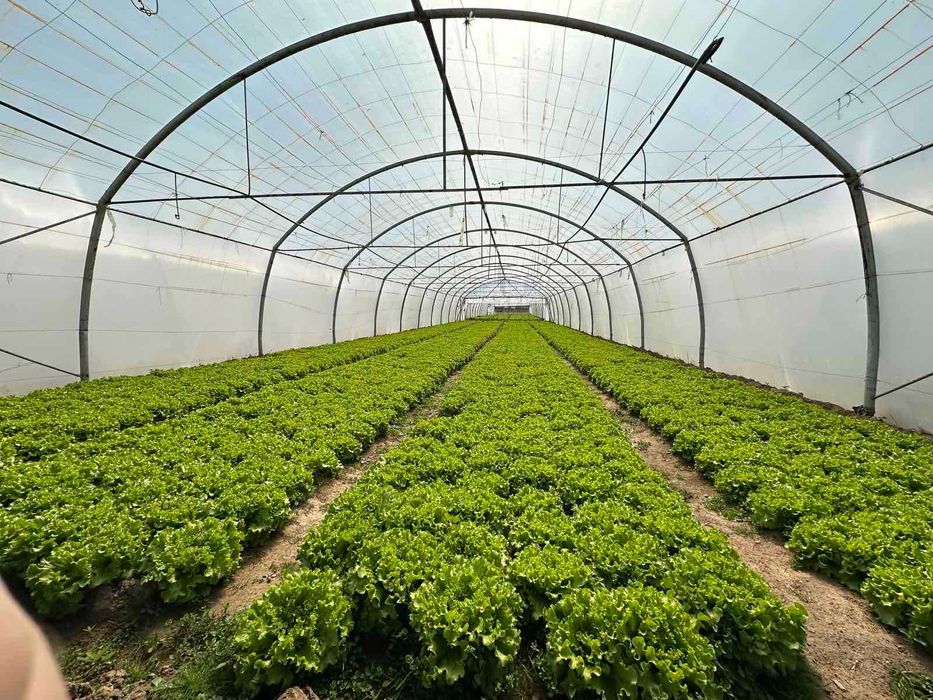 Продава се Земеделски имот в Петрич -  кв.м за 13 €/дка - Снимка #9