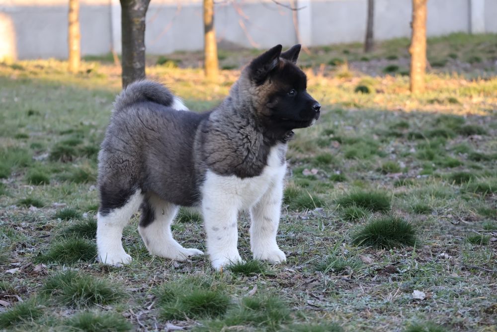 Femela akita american