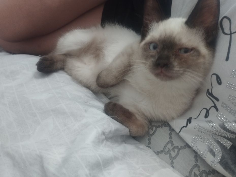 Котята объявления