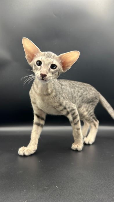 Ориентальные котята